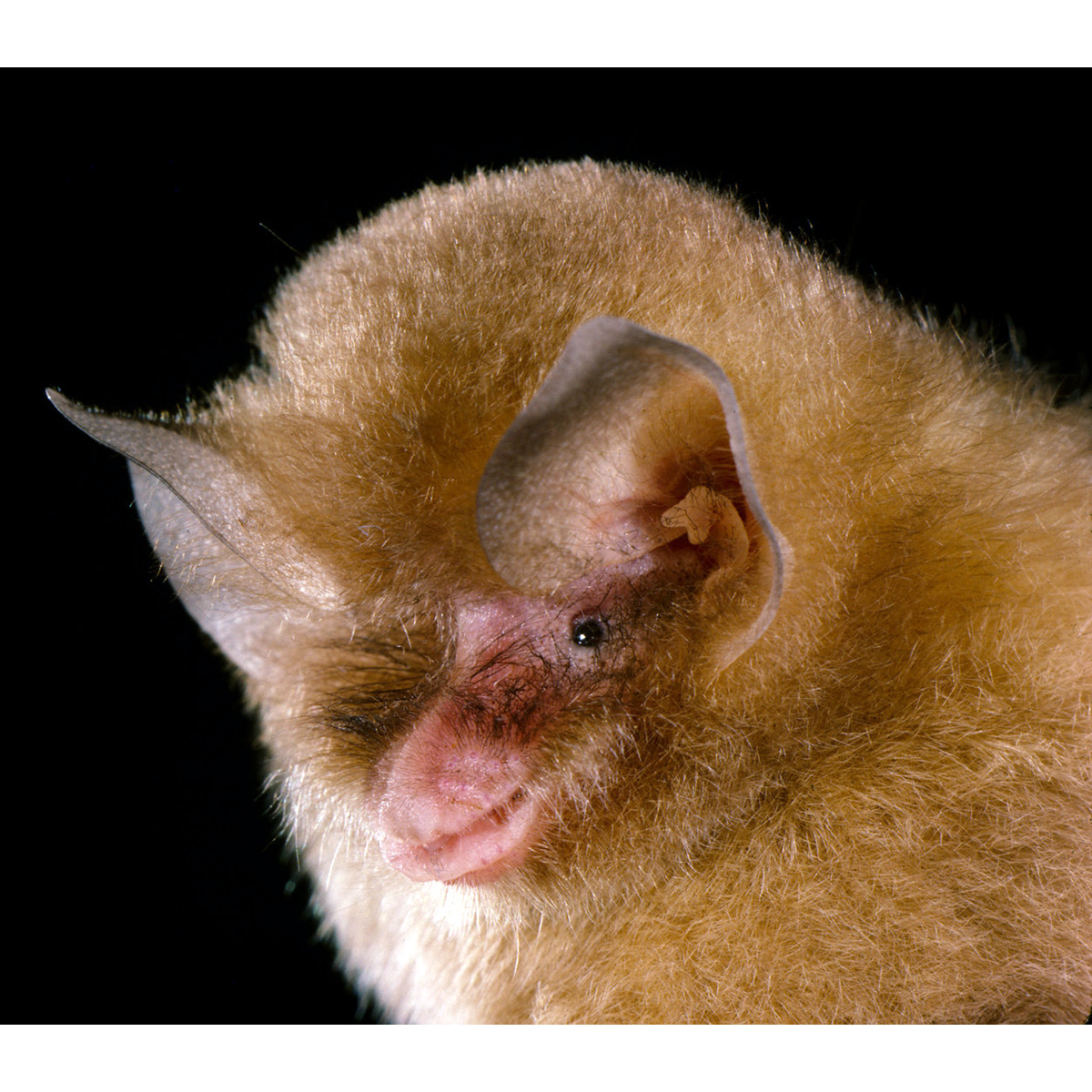 Jamaican Greater Funnel Eared Bat (Natalus jamaicensis) Фото №3