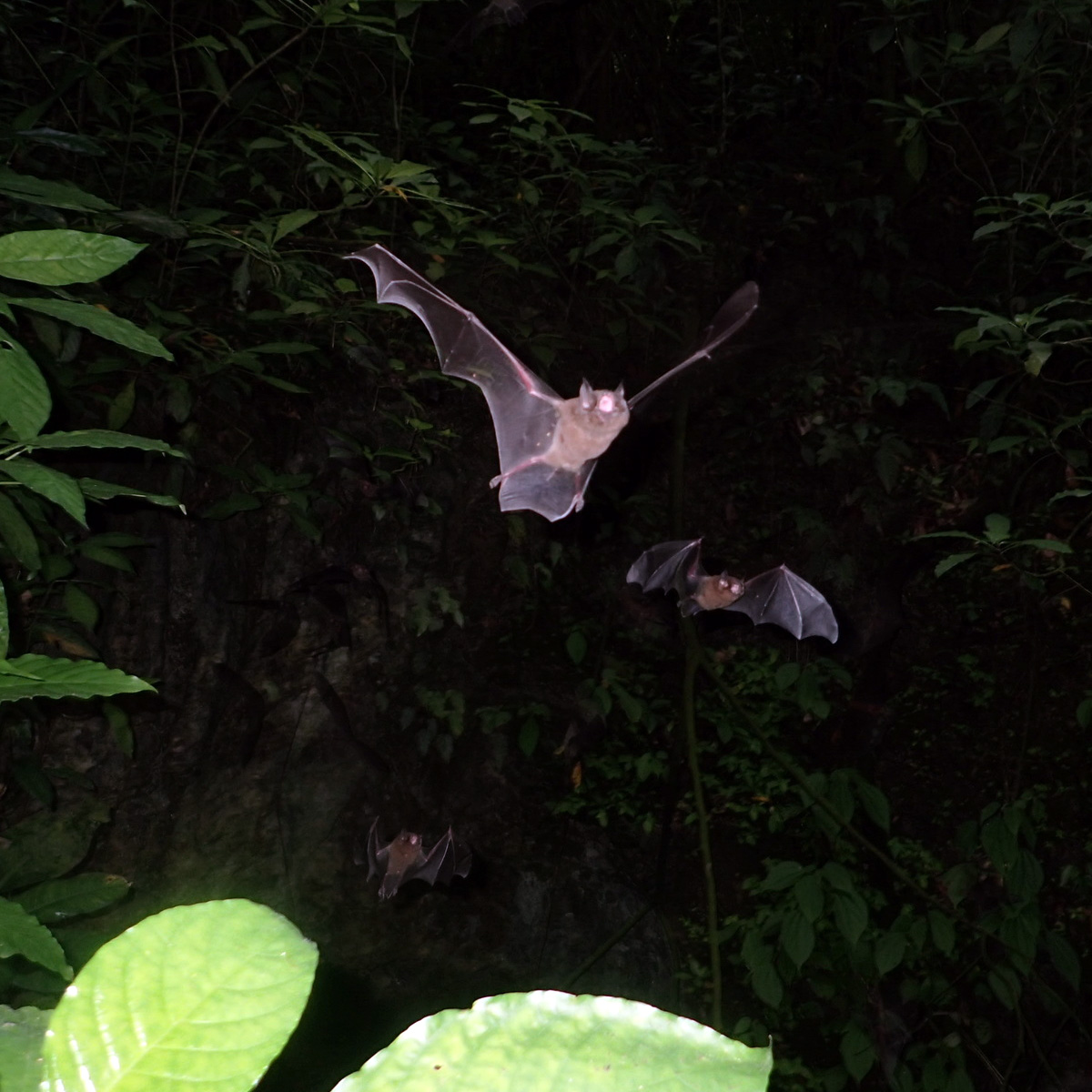 Венесуэльский воронкоух (Natalus tumidirostris) Фото №7