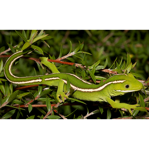  Род Новозеландские зелёные гекконы  фото