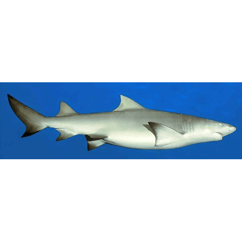  Род Острозубые акулы  фото