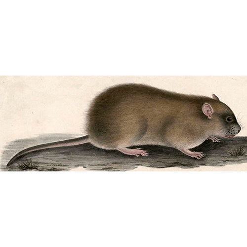 Род Пластинчатозубые крысы  фото