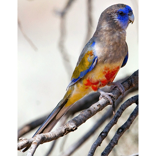  Род Кровавобрюхие краснохвостые попугаи  фото