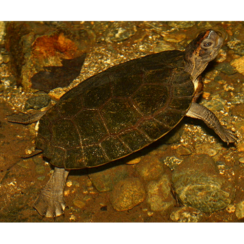  Род Плоскоспинные черепахи  фото