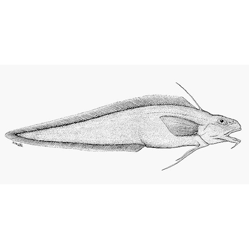  Род Notomuraenobathys  фото