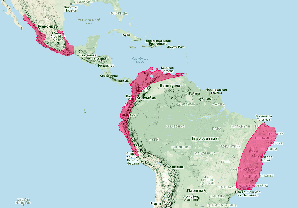 Колючкоухий складчатогуб (Nyctinomops aurispinosus) Ареал обитания на карте