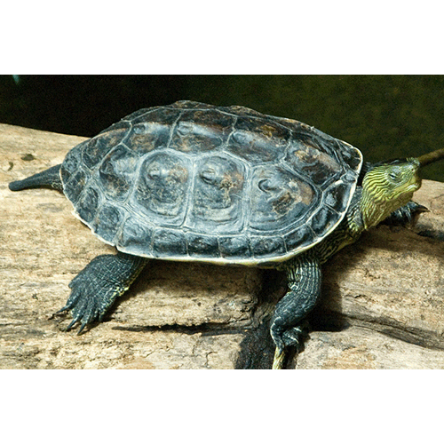 Род Полосатошейные черепахи  фото