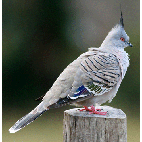Род Хохлатые бронзовокрылые голуби  фото