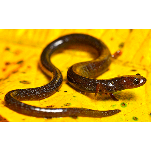  Род Веретеновидные саламандры  фото