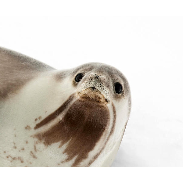 Тюлень Росса (Ommatophoca rossii) Фото №10