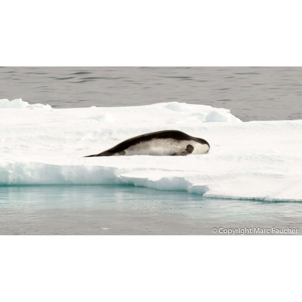 Тюлень Росса (Ommatophoca rossii) Фото №4