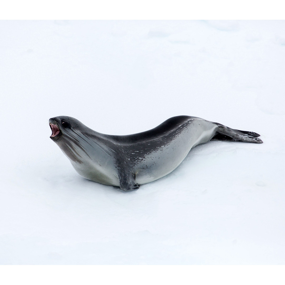 Тюлень Росса (Ommatophoca rossii) Фото №5