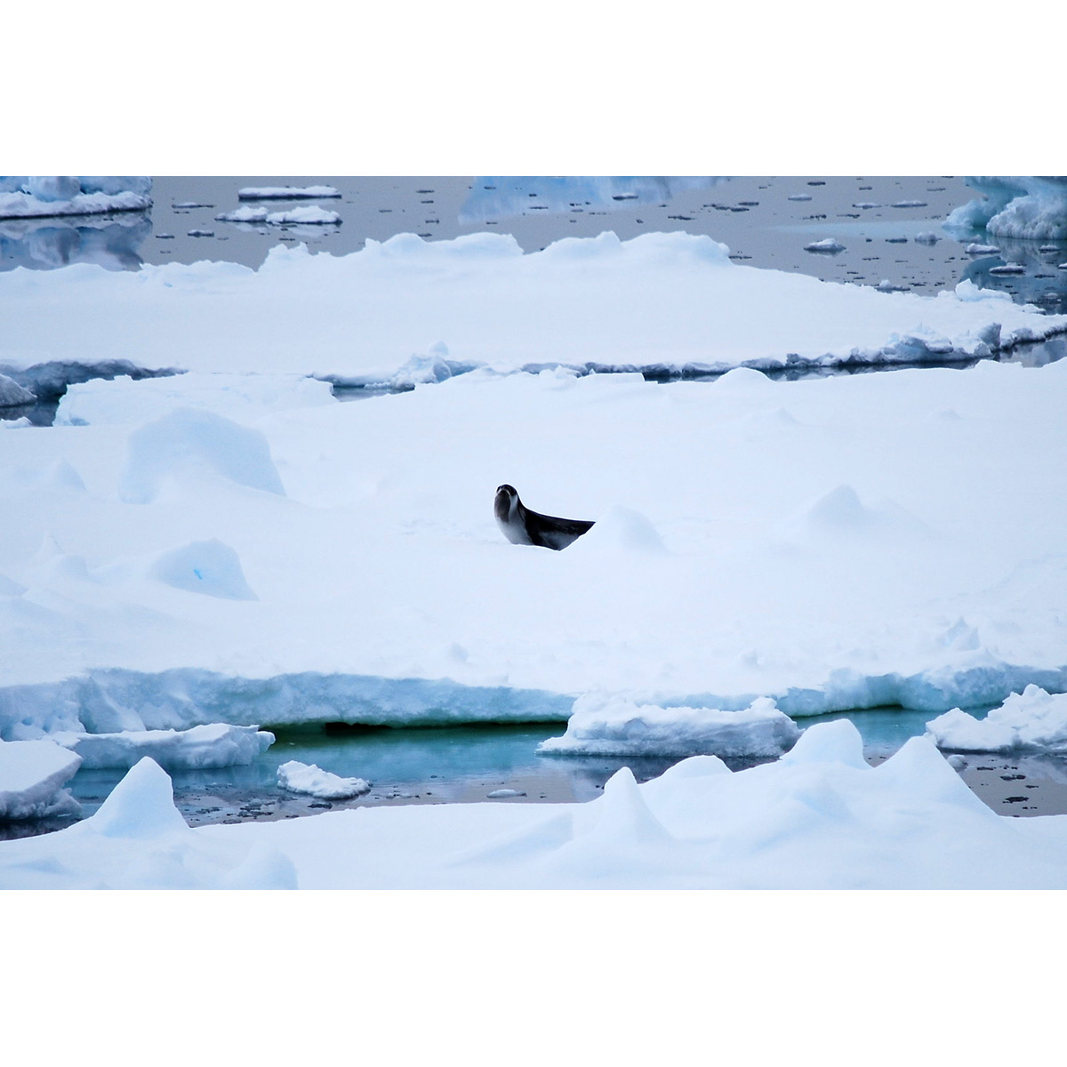 Тюлень Росса (Ommatophoca rossii) Фото №6