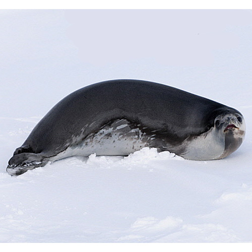 Тюлень Росса (Ommatophoca rossii) Фото №1