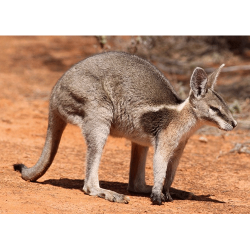 Род Когтехвостые кенгуру  фото