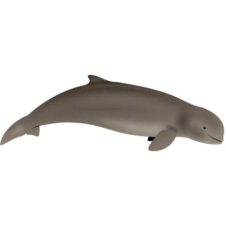Род Иравадийские дельфины  фото