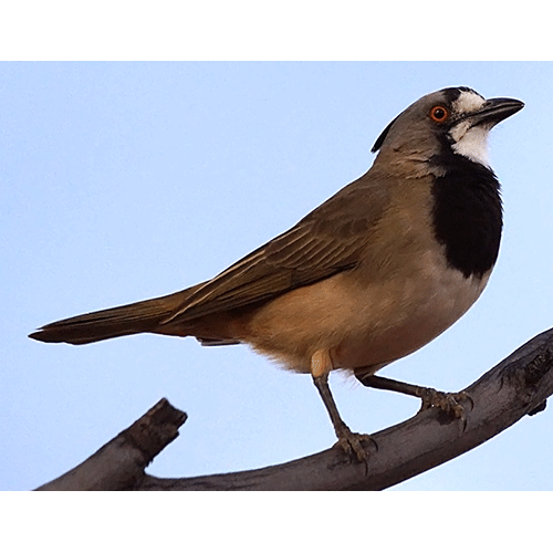 Род Австралийские птицы-колокольчики  фото