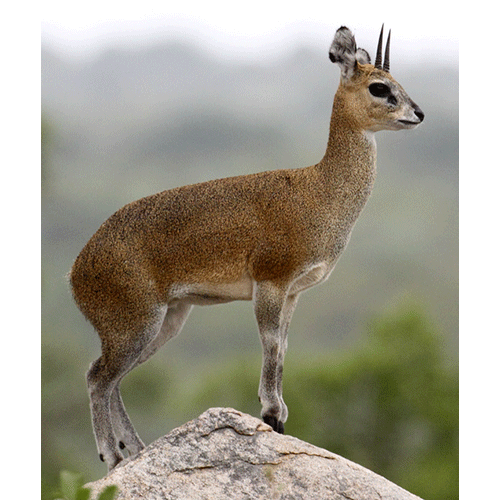 Род Антилопы-прыгуны фото