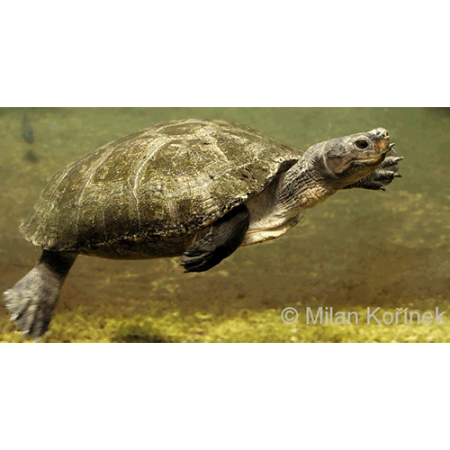  Род Калимантанские черепахи  фото
