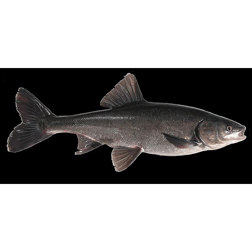 Черная рыба 6 букв. Blackfish рыба. Рыба черная спинка. Рыба с черной спиной. Рыба черного цвета Речная.