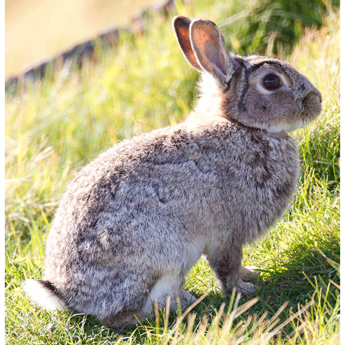 Род Кролики  фото