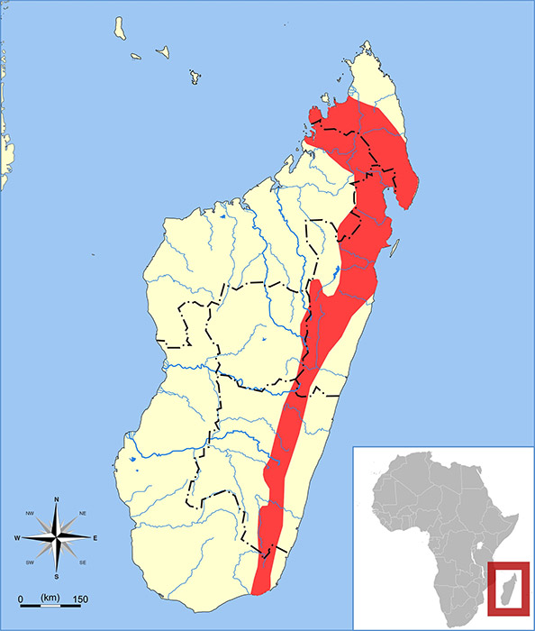 Oryzorictes hova Ареал обитания на карте