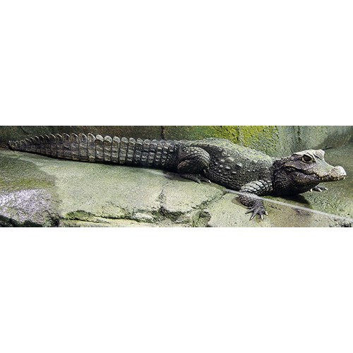  Род Тупорылые крокодилы  фото