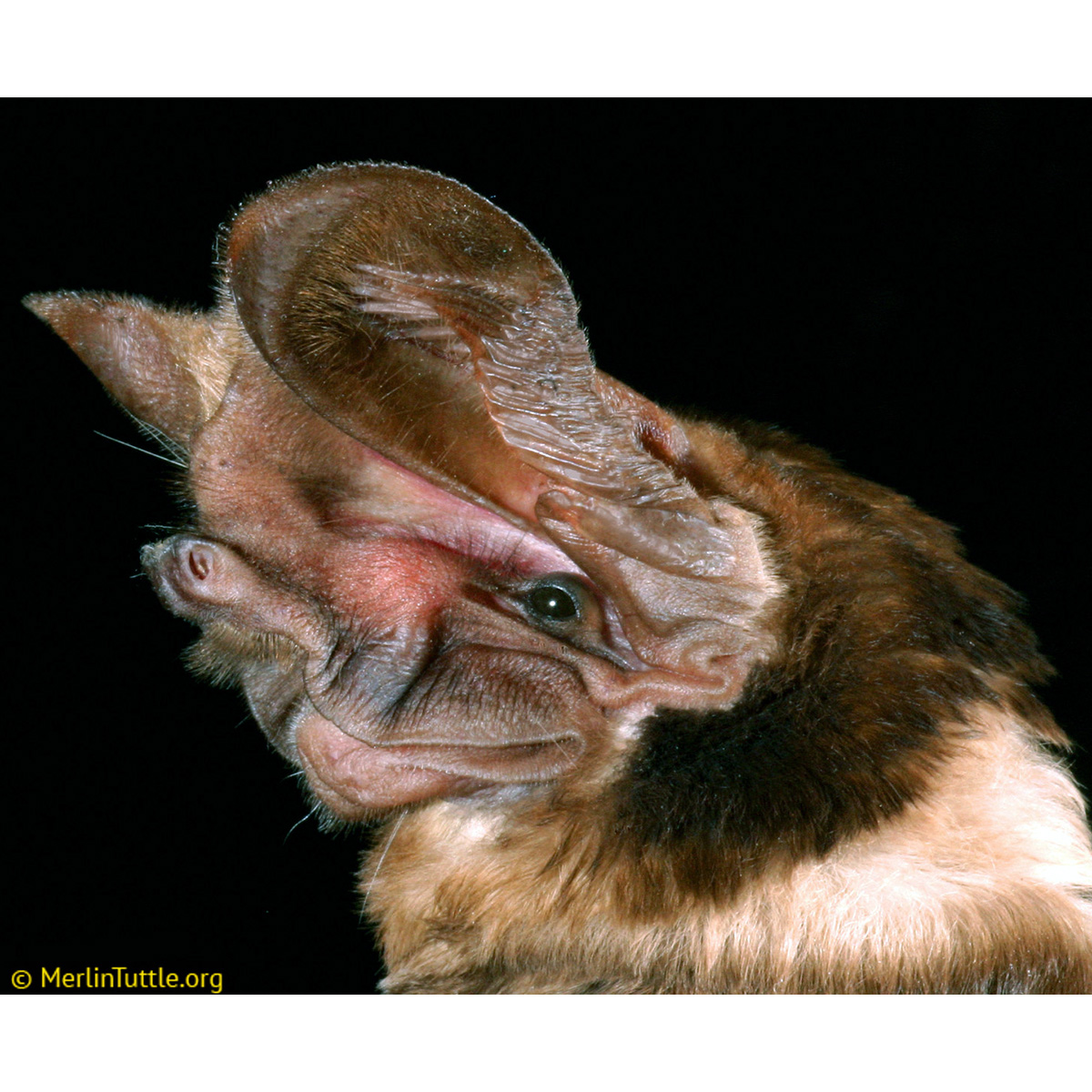 Madagascar Free Tailed Bat (Otomops madagascariensis) Фото №2
