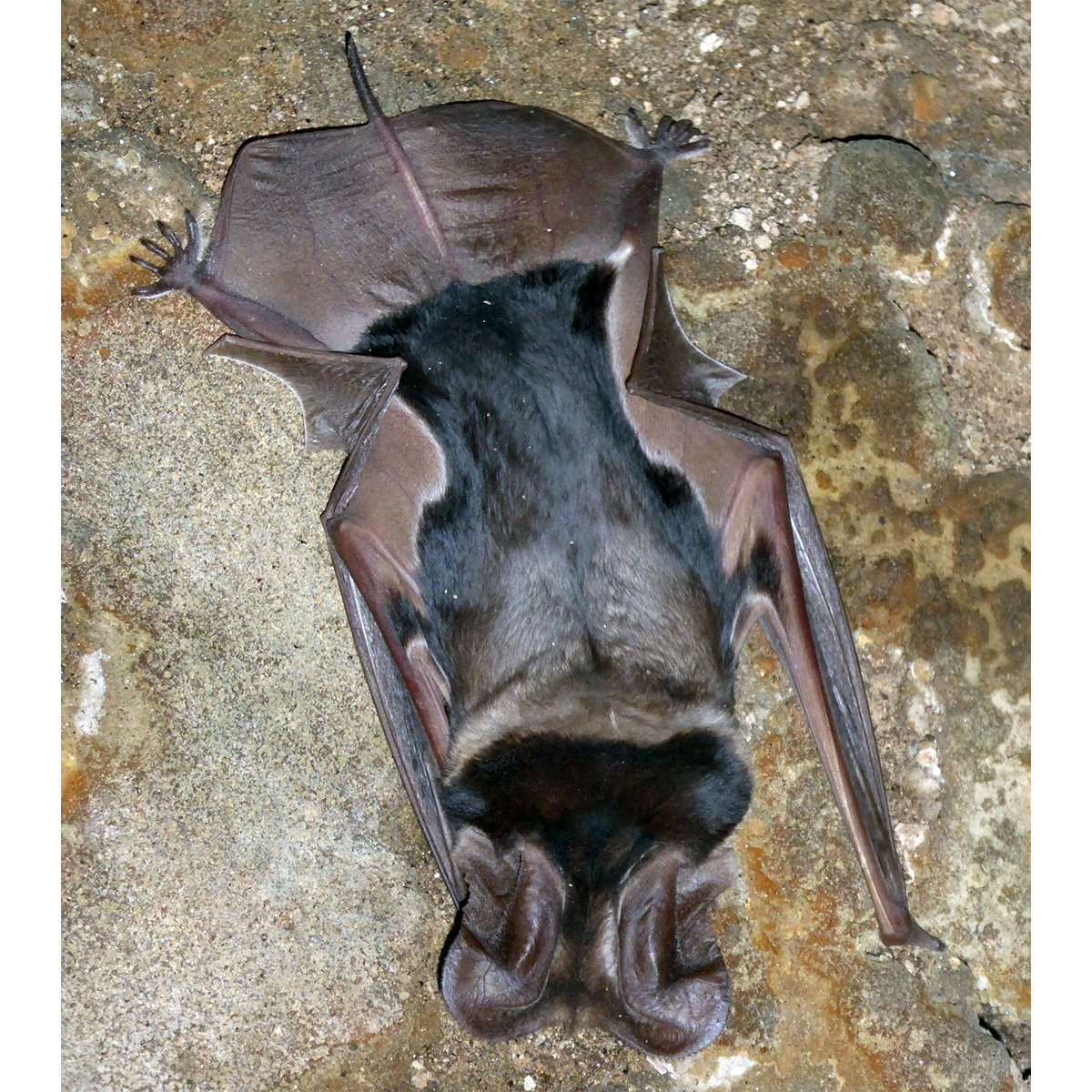 Madagascar Free Tailed Bat (Otomops madagascariensis) Фото №1