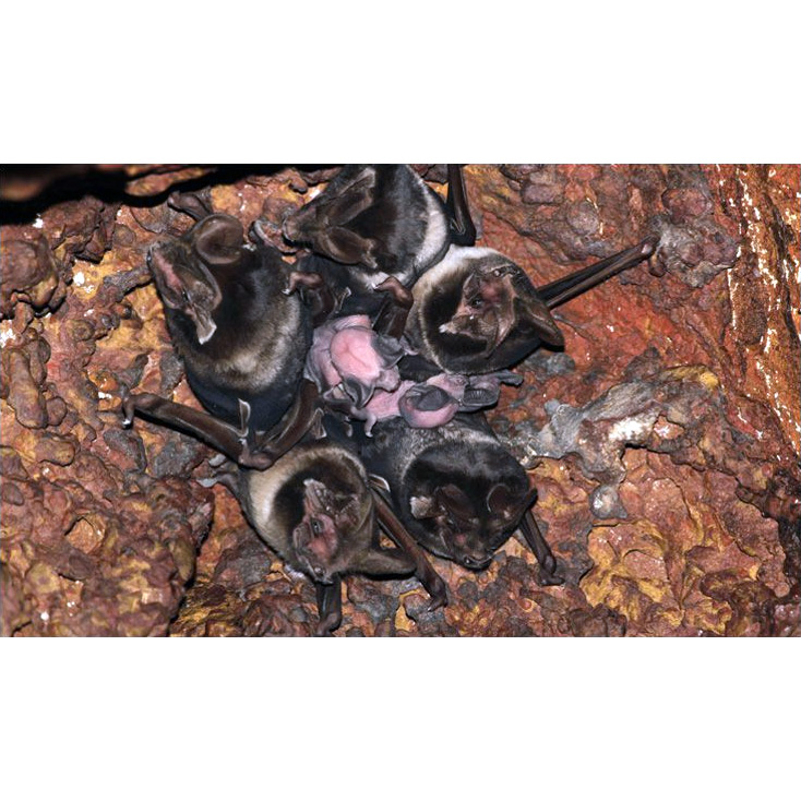 Складчатогуб Ротона (Otomops wroughtoni) Фото №7