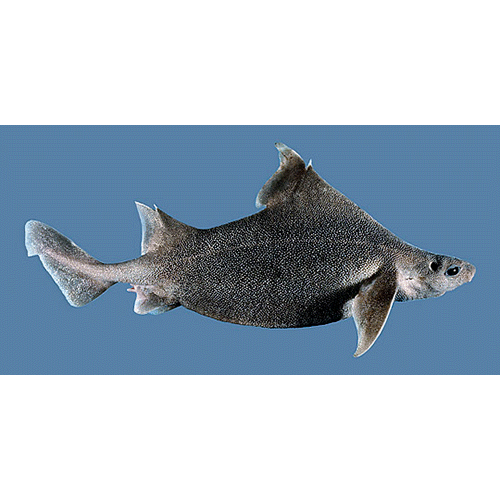 Семейство Трёхгранные акулы / Центрины  фото