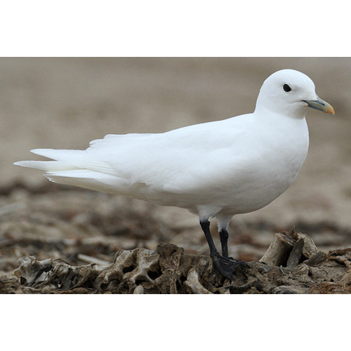 Род Белые чайки  фото