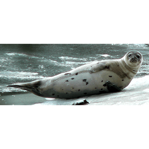 Род Гренландские тюлени  фото