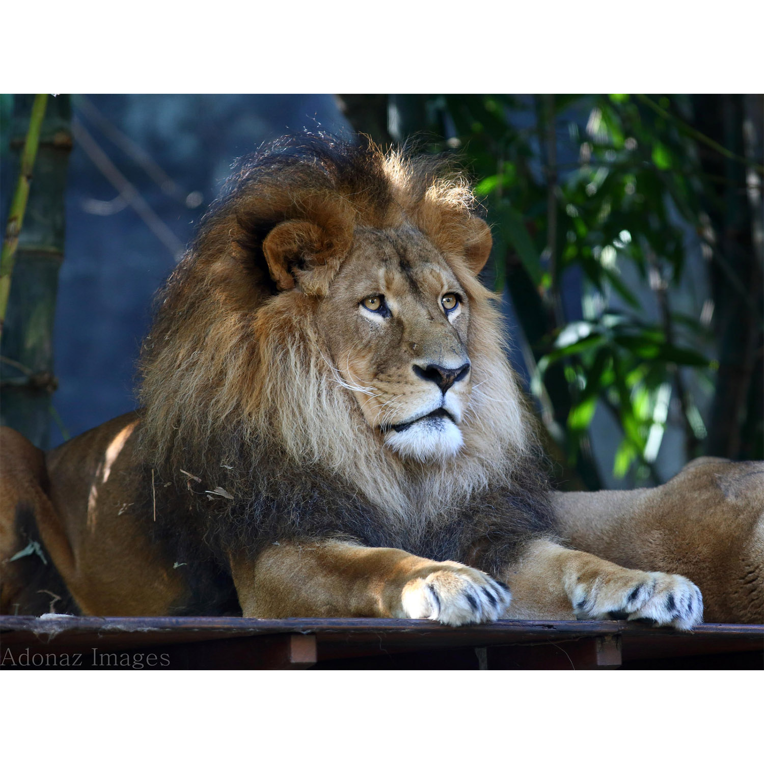 Panthera leo Фото №10