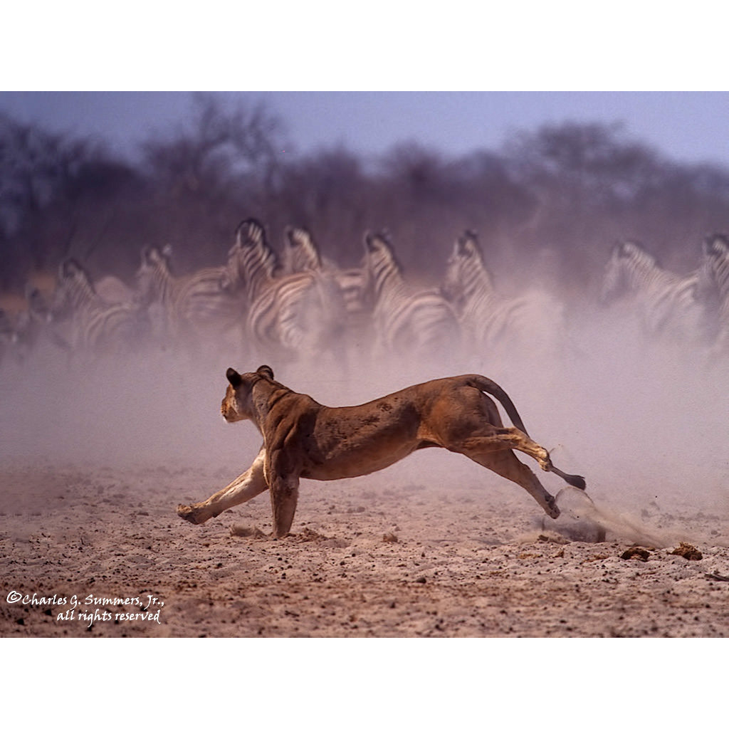 Panthera leo Фото №4