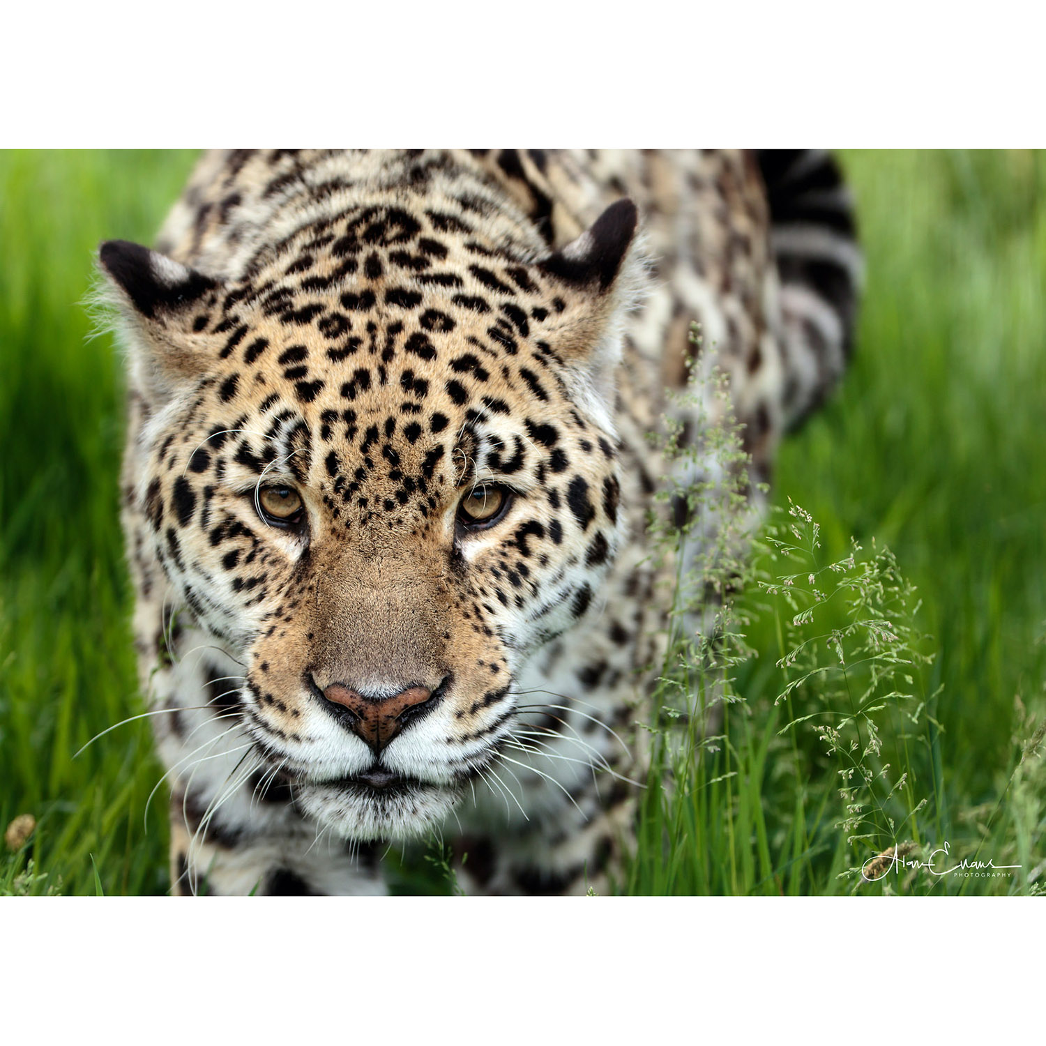 Panthera onca Фото №10