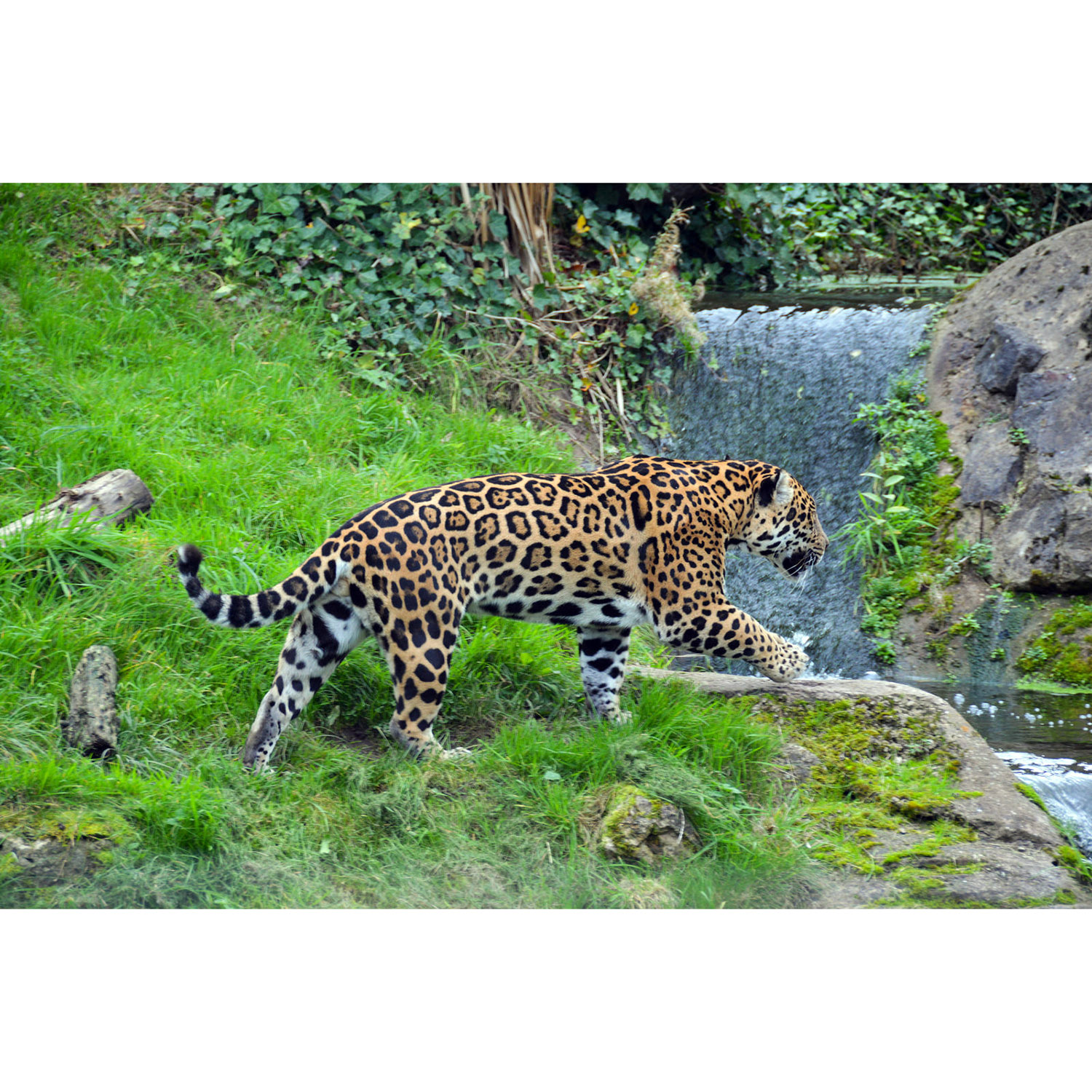 Panthera onca Фото №3