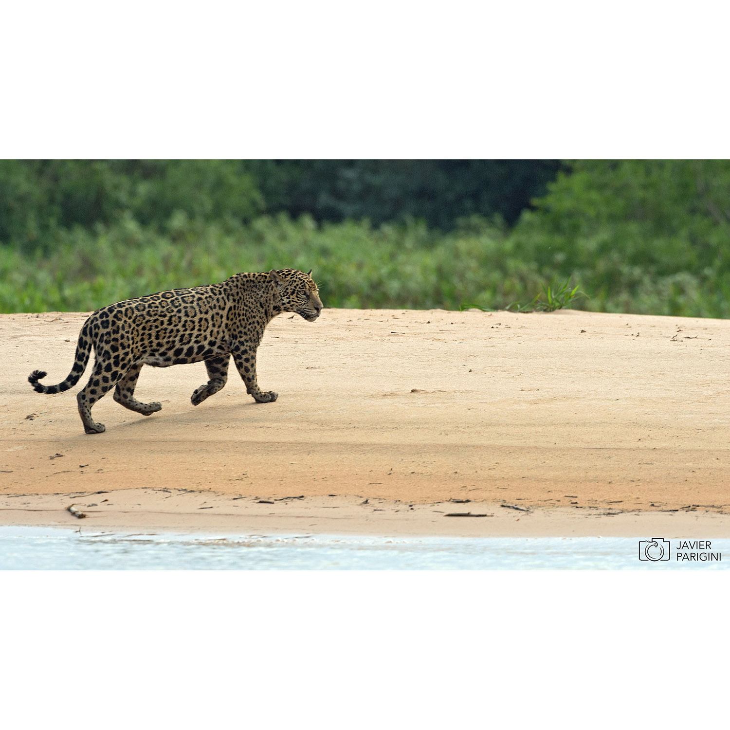 Panthera onca Фото №4