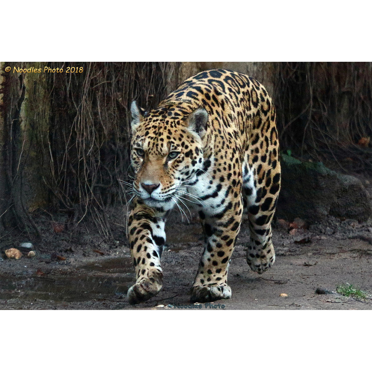 Panthera onca Фото №6