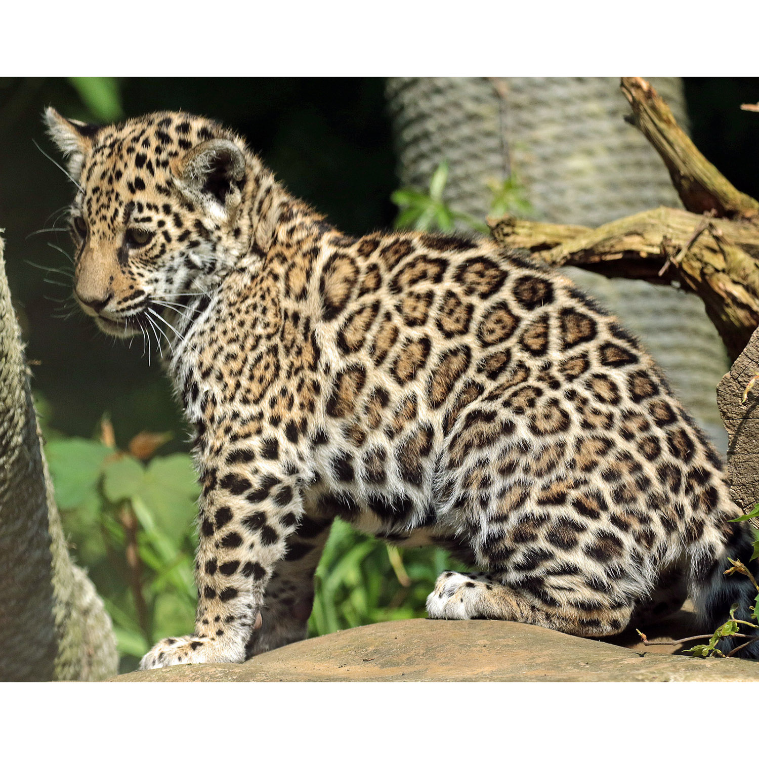 Panthera onca Фото №9
