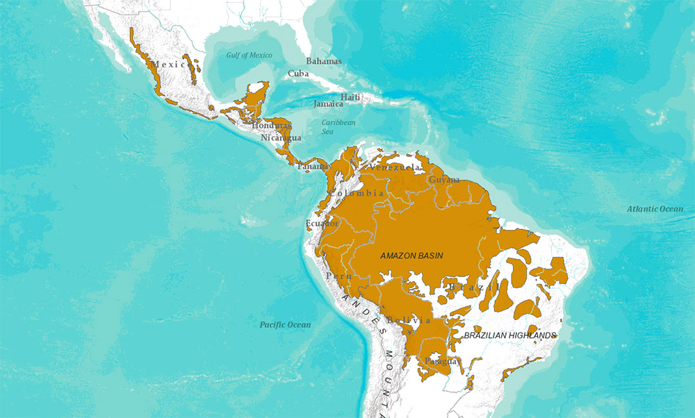 Panthera onca Ареал обитания на карте