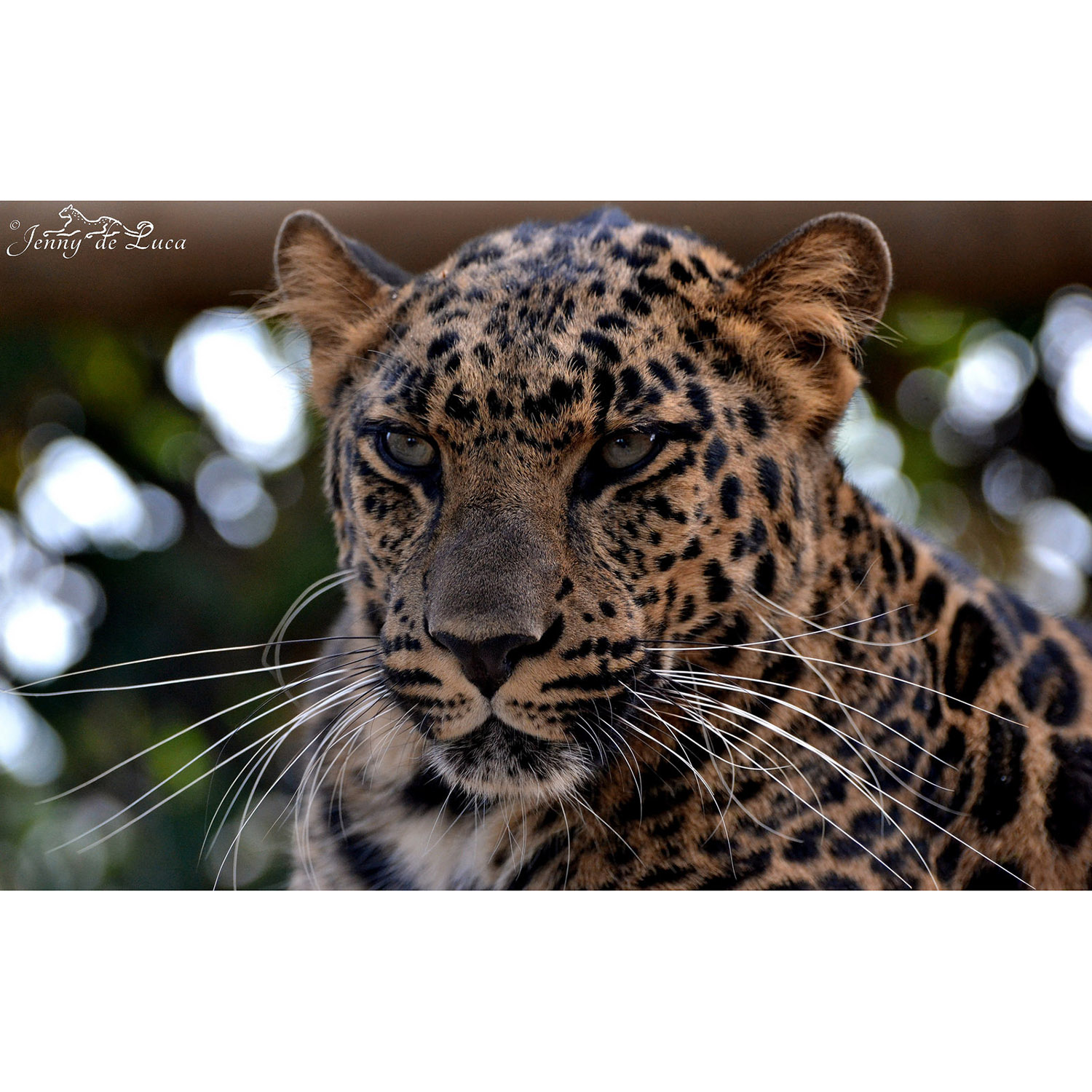 Panthera pardus Фото №10