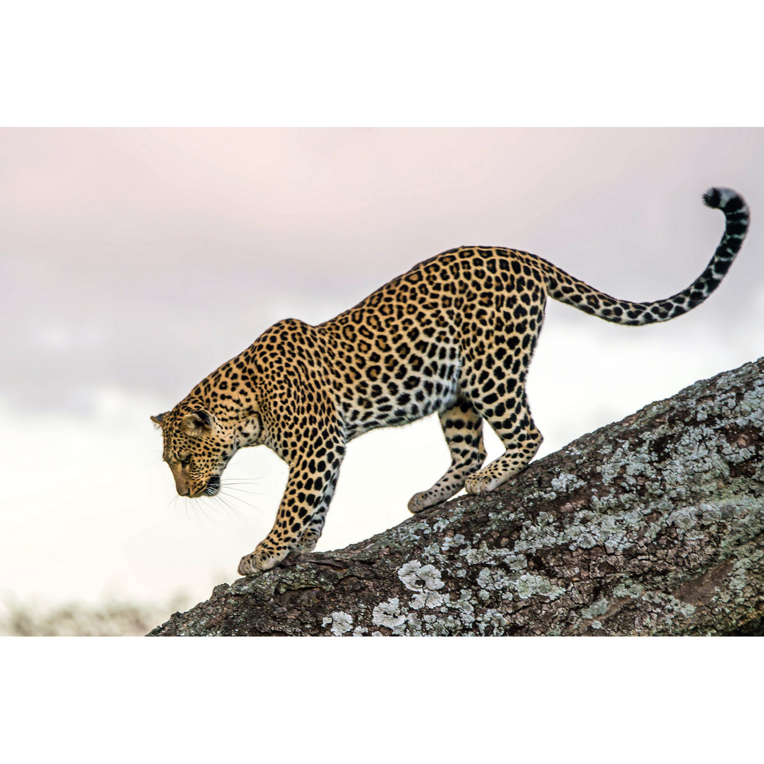Panthera pardus Фото №2