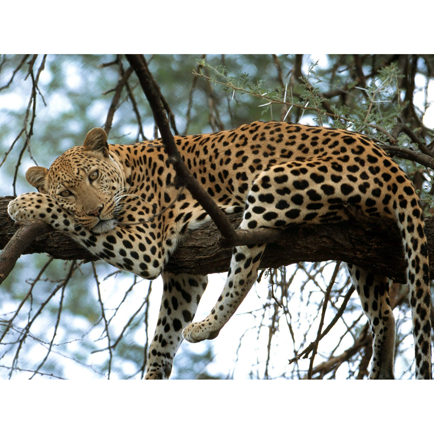 Panthera pardus Фото №5