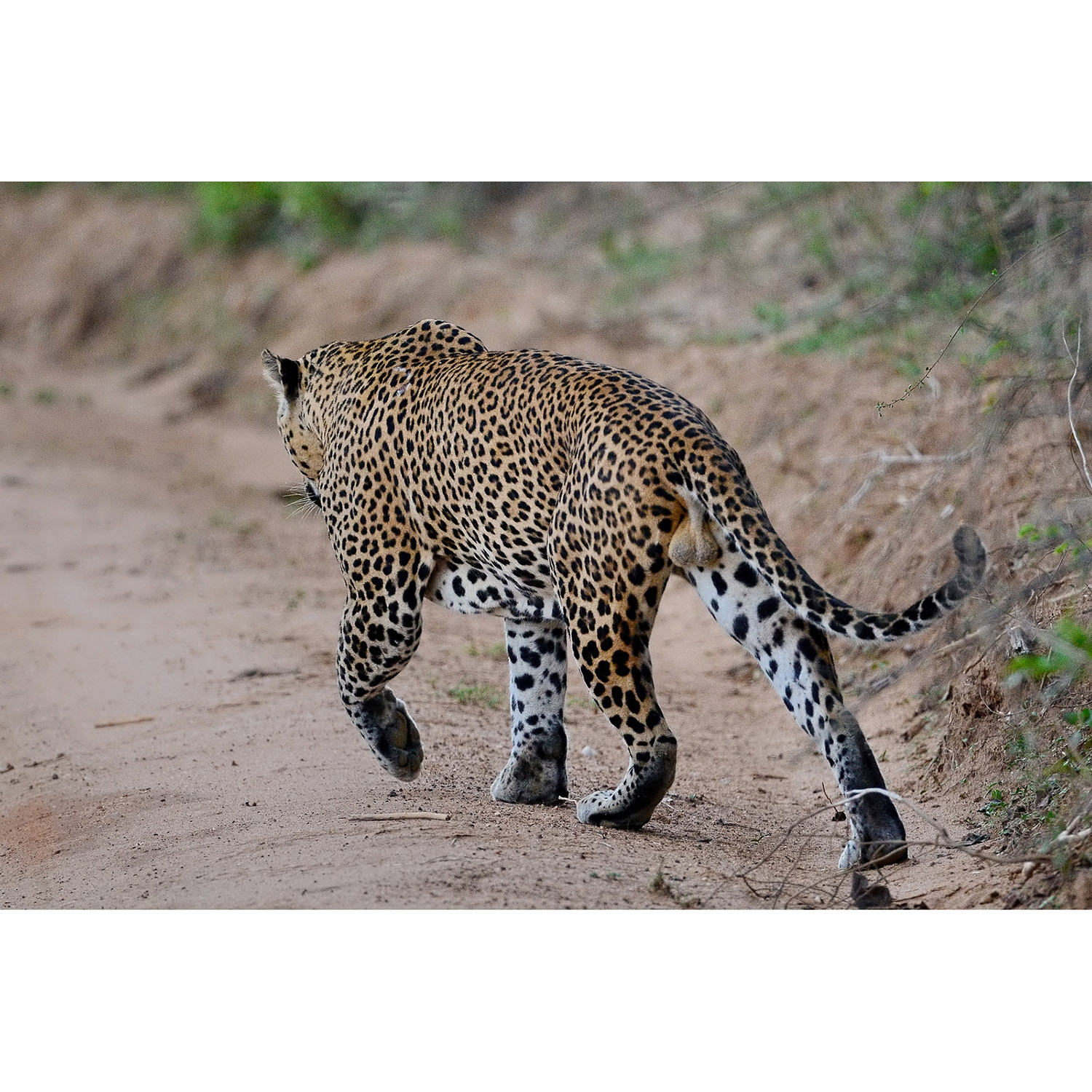 Panthera pardus Фото №7