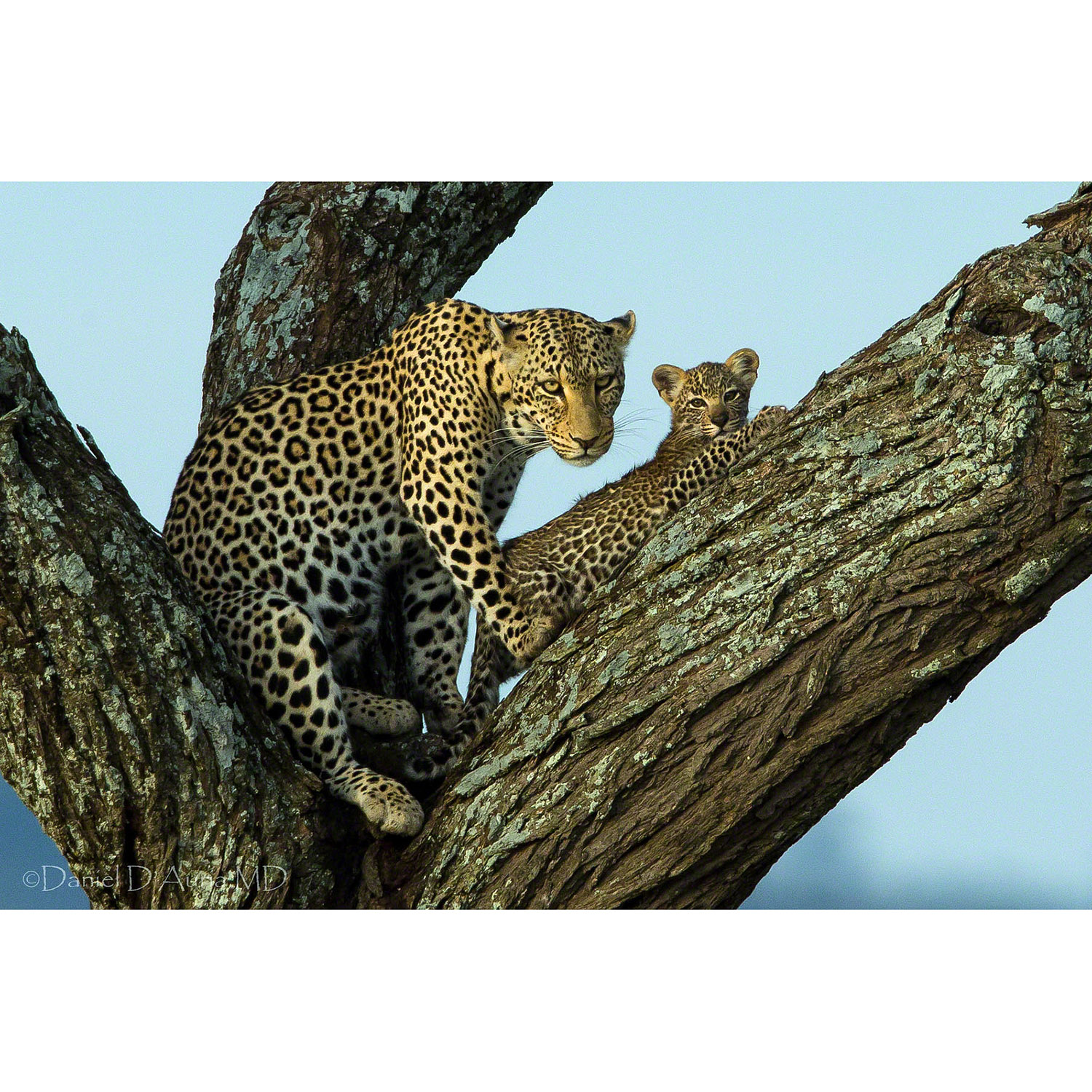 Panthera pardus Фото №8
