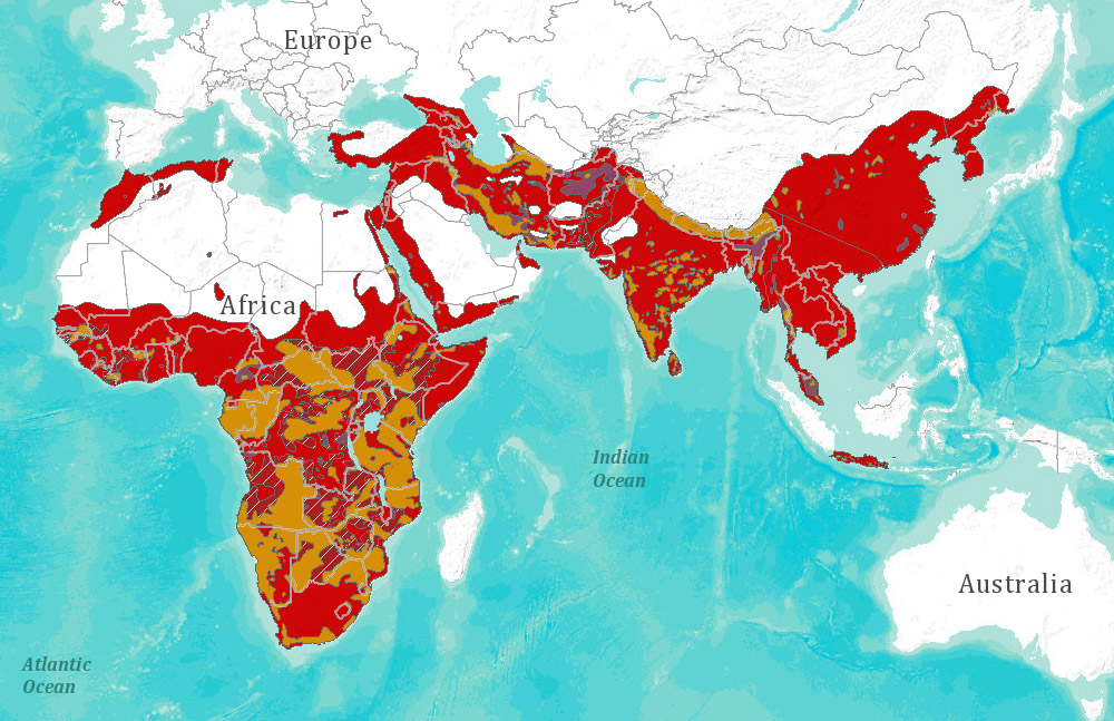 Panthera pardus Ареал обитания на карте
