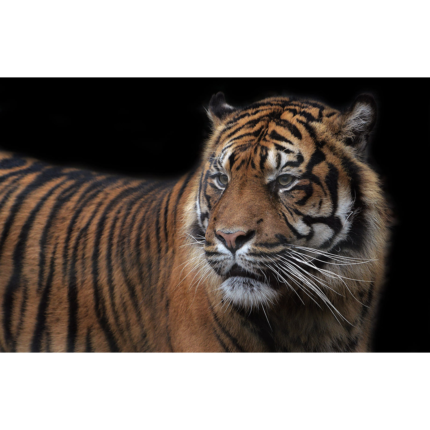 Panthera tigris Фото №10
