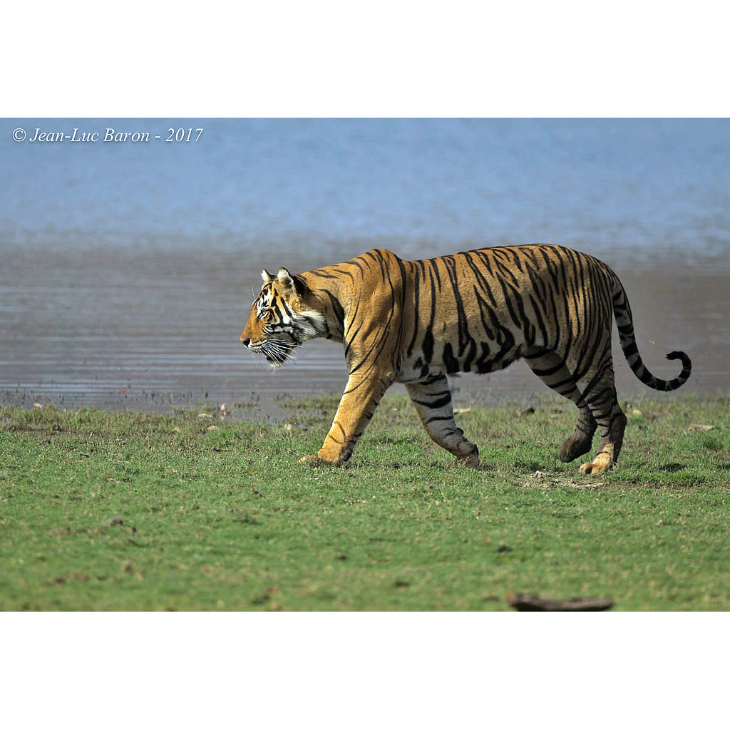 Panthera tigris Фото №2