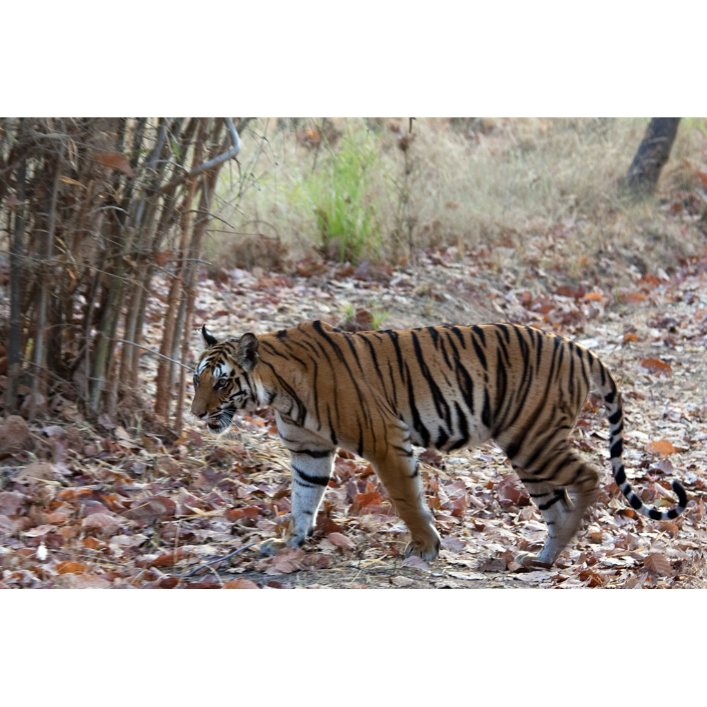 Panthera tigris Фото №3