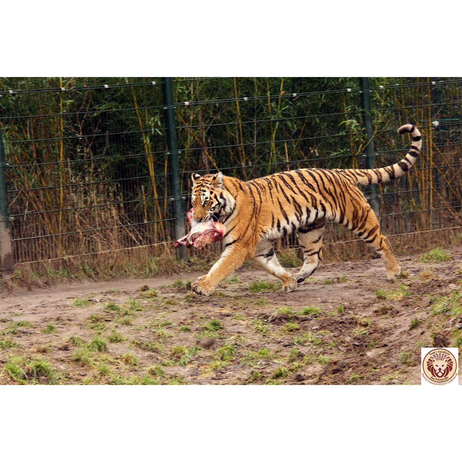 Panthera tigris Фото №4
